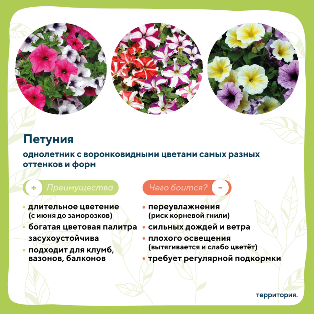 атлас растений 4_1.png